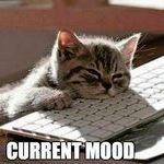 current-mood-cat-exhausted-meme.jpg